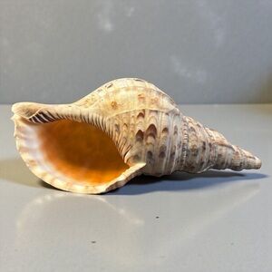 TRITONS TRUMPET LARGE VINTAGE CONCH SEASHELL ON WOOD DISPLAY STAND 11 INCHES